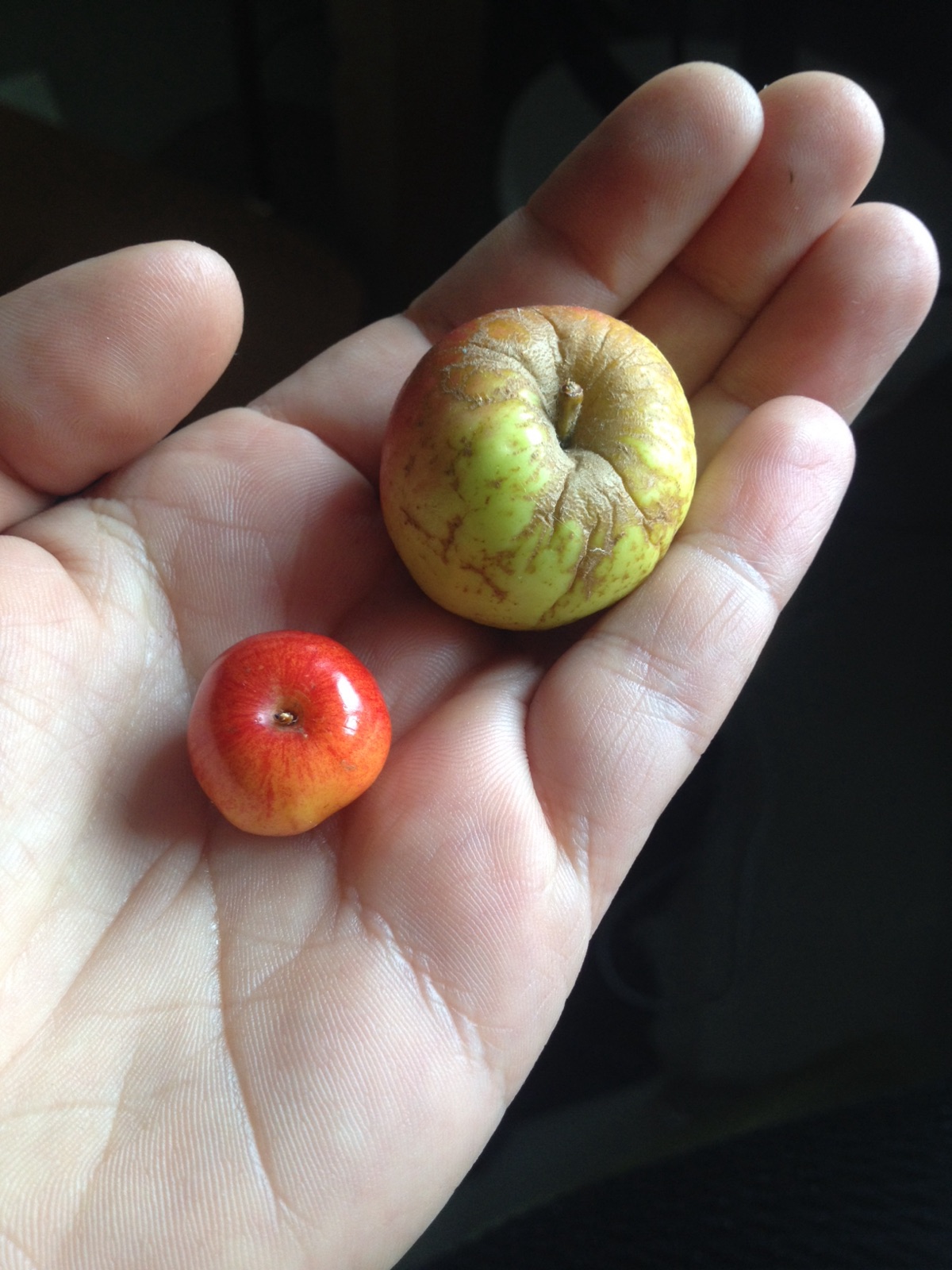 deux mini pommes dans une main